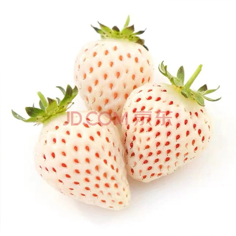 草莓苗盆栽家庭可食用带盆土室内四季种植阳台水果苗 白雪天使(10棵)