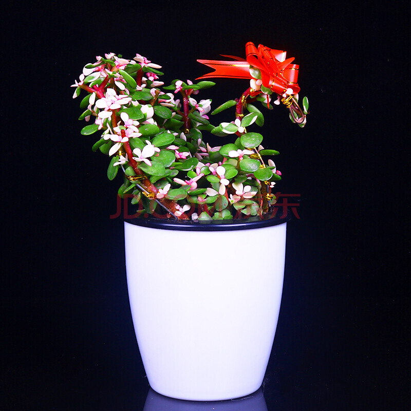 造型多肉植物老桩盆景雅乐之舞室内阳台庭院花卉 孔雀金枝玉叶/自动
