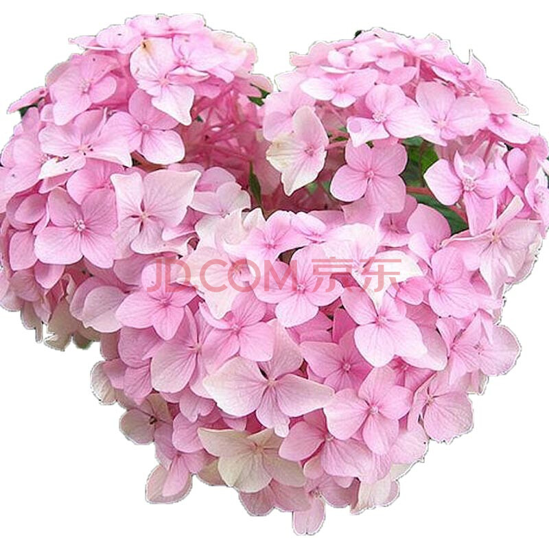 玫红色 粉红女郎小苗(原盆) 含盆