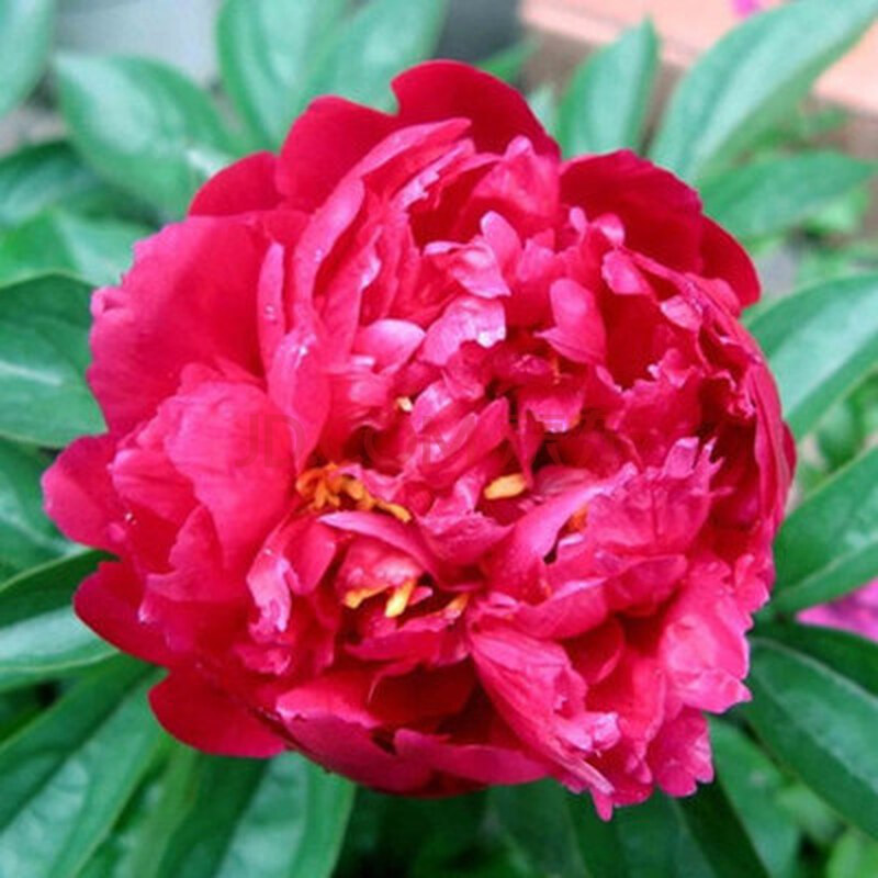 朱砂判 芍药单个大根块 不含盆