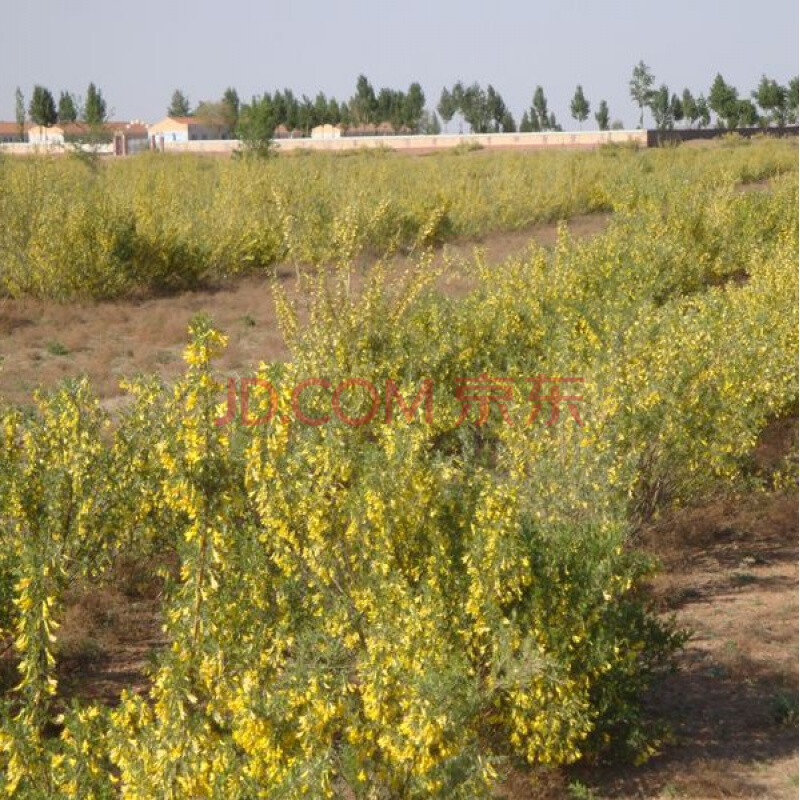 毛条 可做牧草 畜牧用 白柠条柠条锦鸡儿种籽 半斤