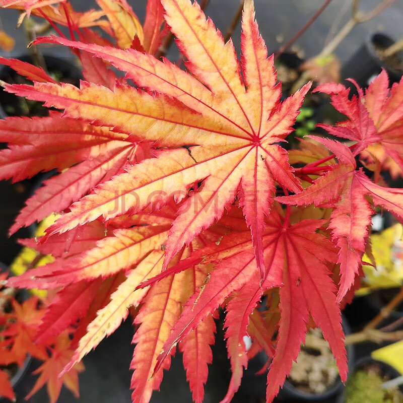 【虹越】日本紅楓樹苗1加侖盆栽苗 庭院經典季節變色植物 約旦