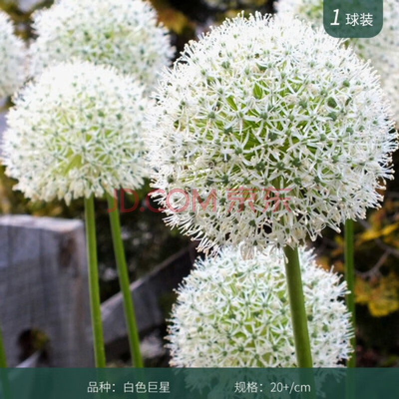 荷兰进口大花葱种球 盆栽花卉植物庭院地栽花种球根茎当年开花 白色