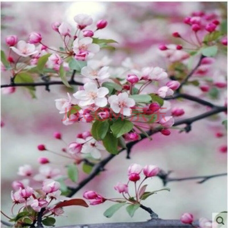 西府海棠垂丝海棠北美海棠树苗高杆海棠花苗盆栽庭院景观绿化苗木 垂