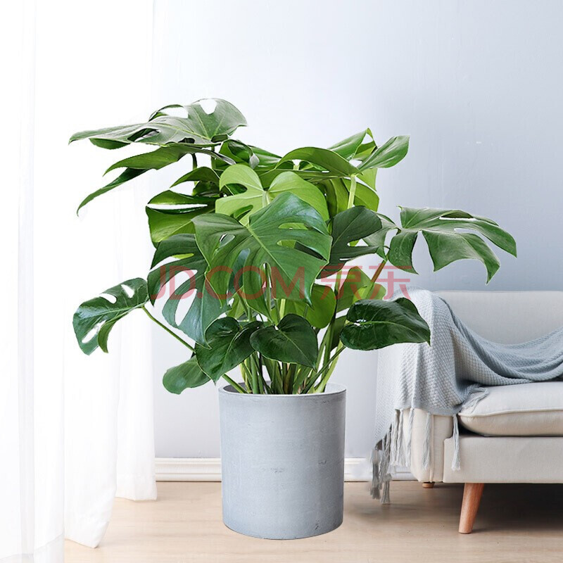 龟背竹盆栽 室内客厅大叶大型绿植花卉开背仙洞多孔盆景 龟背竹70-80