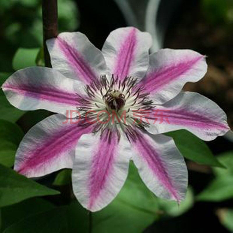 花姬盆栽铁线莲 种根 藤本 攀援花卉 3年苗 庭院