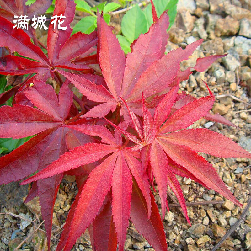 紅楓苗 園林綠化苗木 庭院植物 紅楓苗 紅絲帶紅楓樹苗紅楓樹苗 帶土