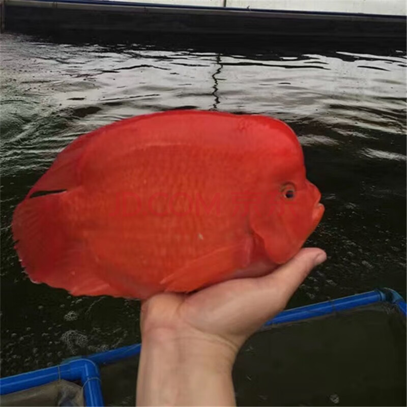 觀賞魚 發財魚 活體寵物熱帶魚淡水魚 風水魚 財神魚 中大型群體混養