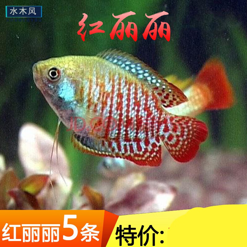 胎生鱼集锦 银黑玛丽鱼金球玛丽月光鱼 热带鱼观赏鱼宠物鱼活体 红