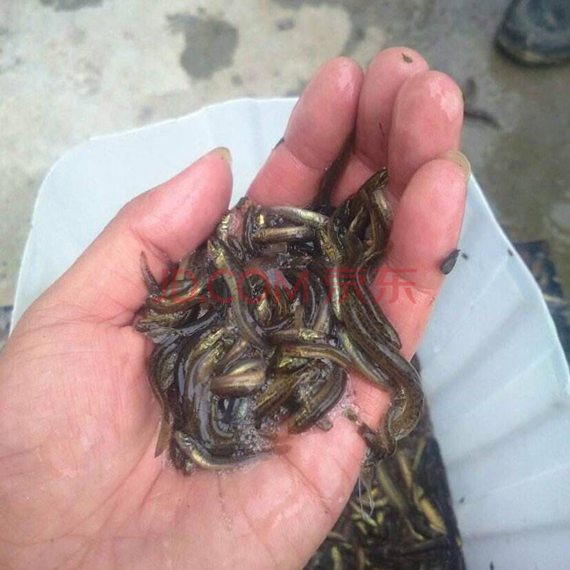 魚秒淡水的批草魚苗活體小草魚鯽魚苗鰱魚苗泥鰍鯉魚苗魚飼料活體飼料