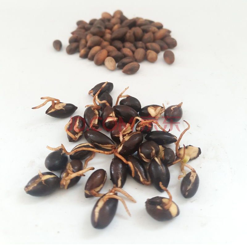 名贵林木金丝楠木种子珍稀树材树苗种四川乔木树小叶桢楠种子 金丝