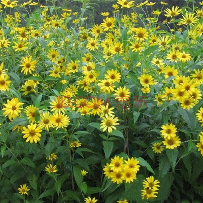 夏季播種耐蔭花籽室外多年生宿根草花日光菊耐寒耐旱耐高溫草本植物花