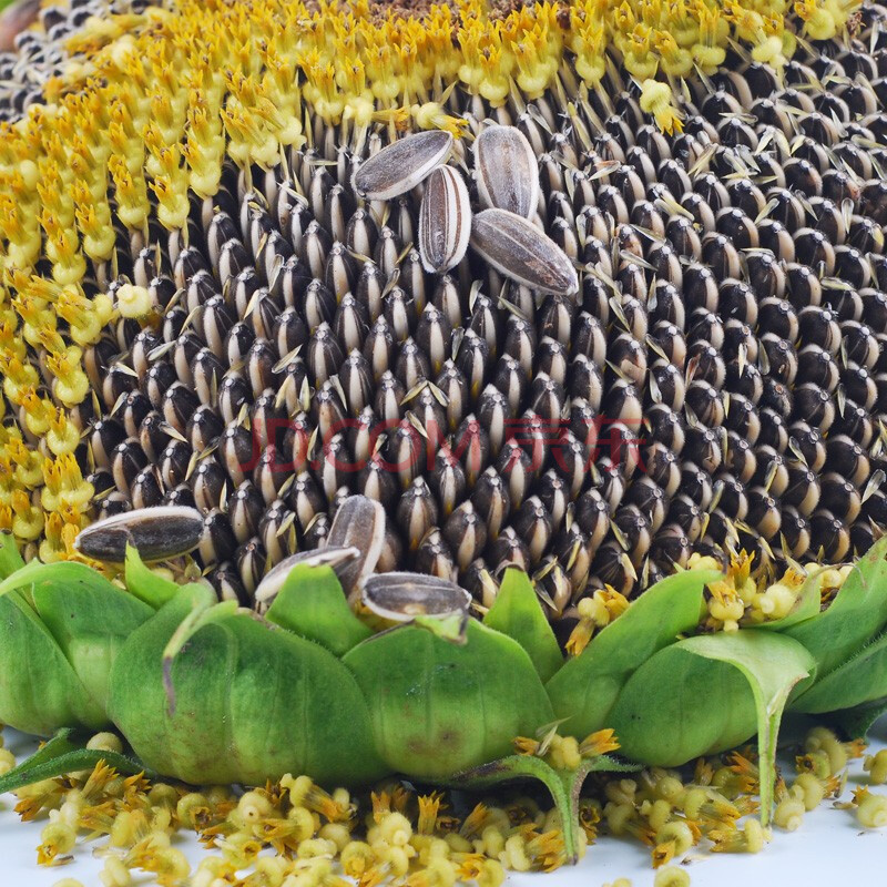 向日葵种子榨油用高产食用葵花籽食葵种子高产经济型葵