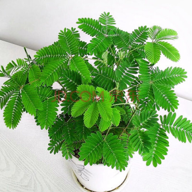 七彩重瓣混色四季开花种孑春季室内外阳台盆栽花种籽子 含羞草种子200