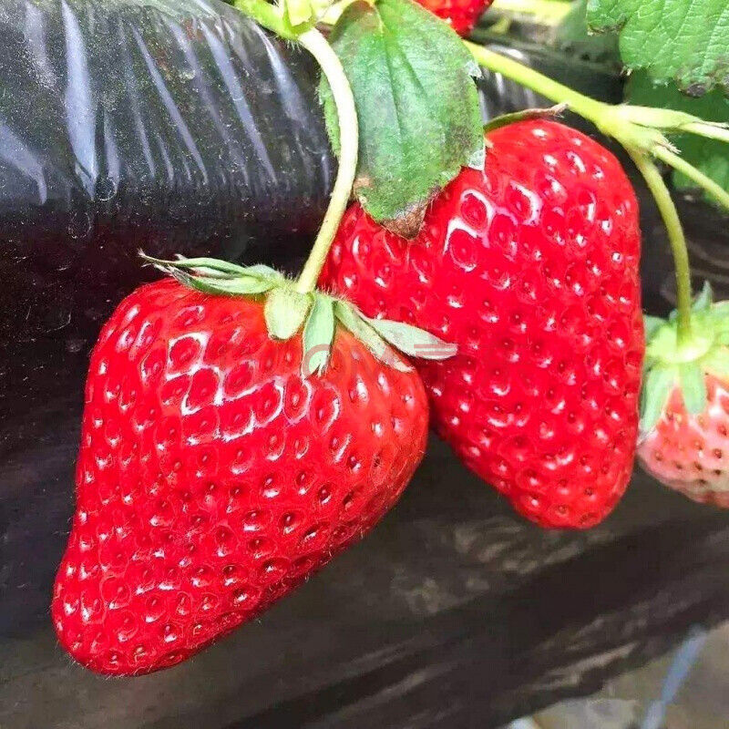 奶油草莓【章姬】草莓苗四季阳台盆栽种植食用大棚南方北方种植 带