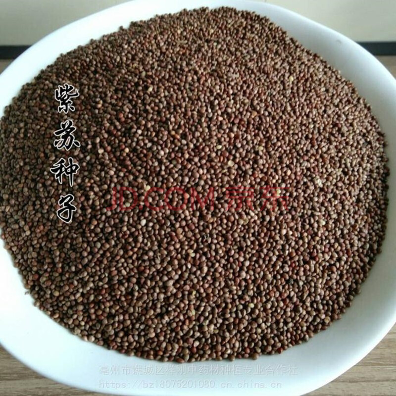 凤鸣雅世 食用紫苏种子苏子籽叶菜类白苏赤苏种籽紫苏叶种子春季蔬菜