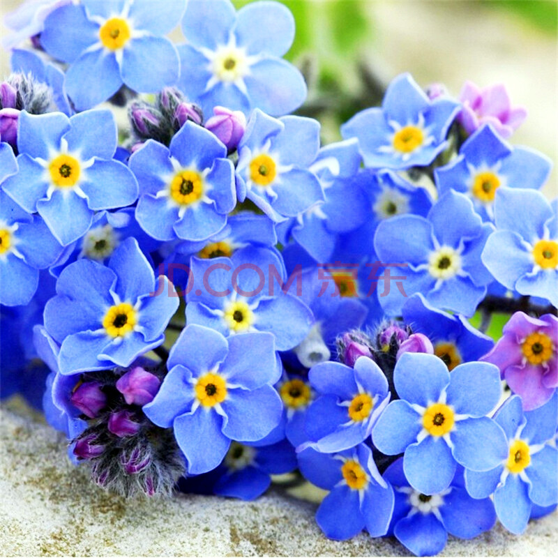 蓝色勿忘我种子勿忘草 四季开花易种草花室内庭院阳台盆栽花卉 勿忘我