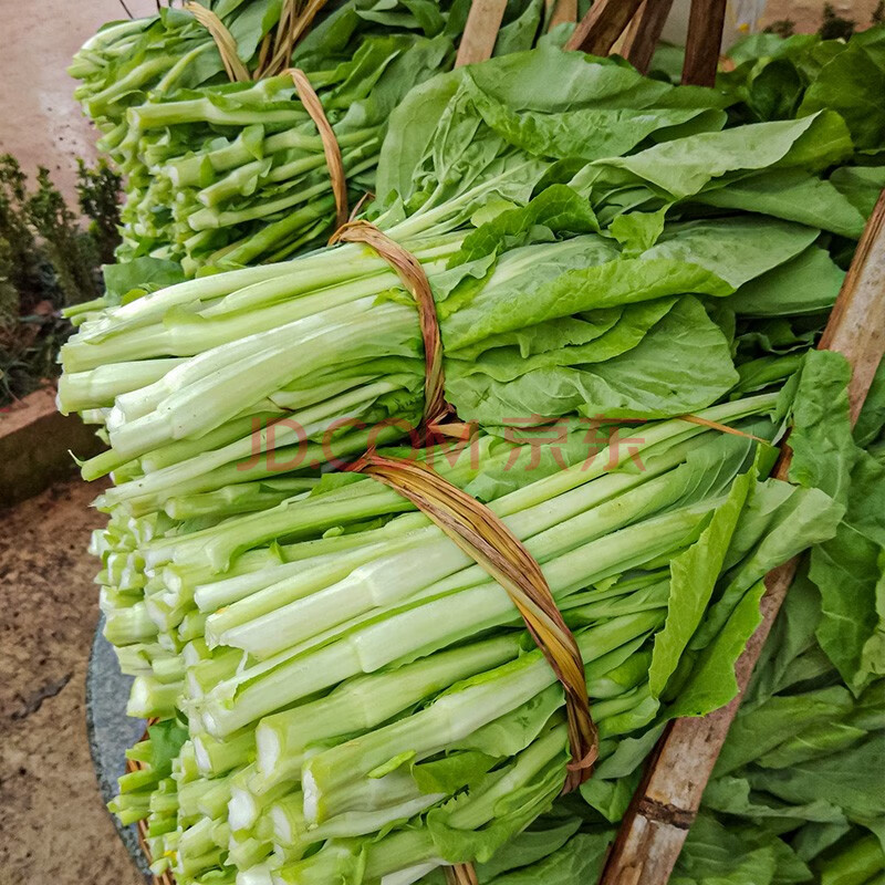 壽禾 四九菜心種子廣東甜菜心紅菜薹白洪山菜薹菜芯夏秋季播種菜種籽