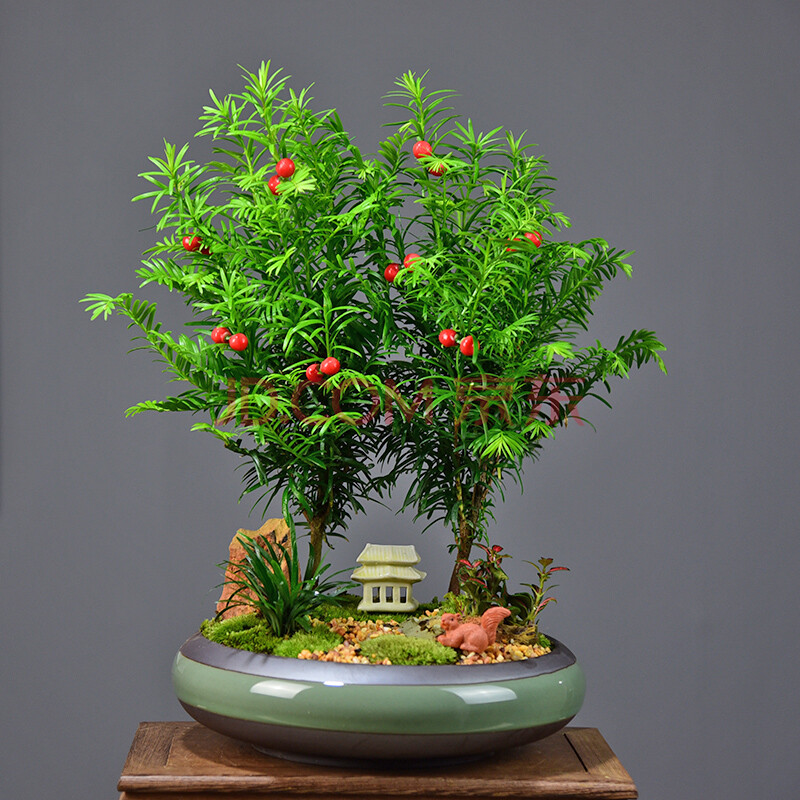 【自然空间红豆杉盆栽】自然空间 zrkonjn 红豆杉室内办公室客厅阳台