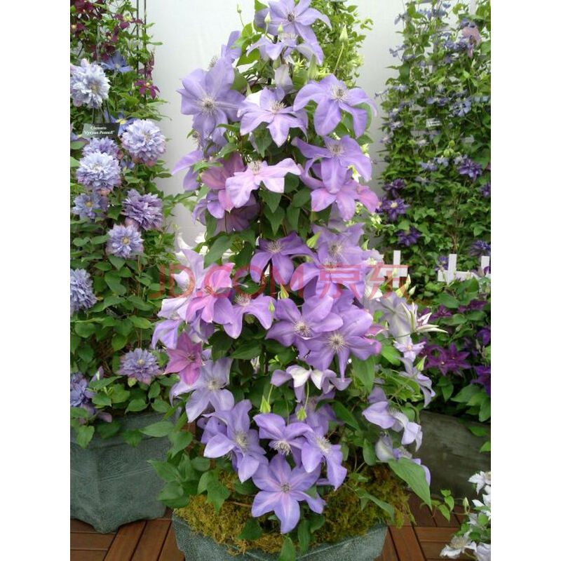 铁线莲 如梦 超新星 枝条已修剪到5厘米发货 微光2年 含盆