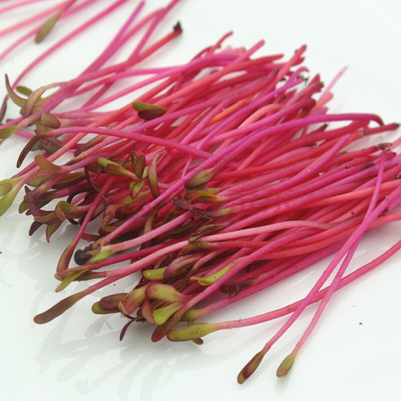 火红苗 微型火红苗 微型苗 新鲜 装饰苗 10克/盒