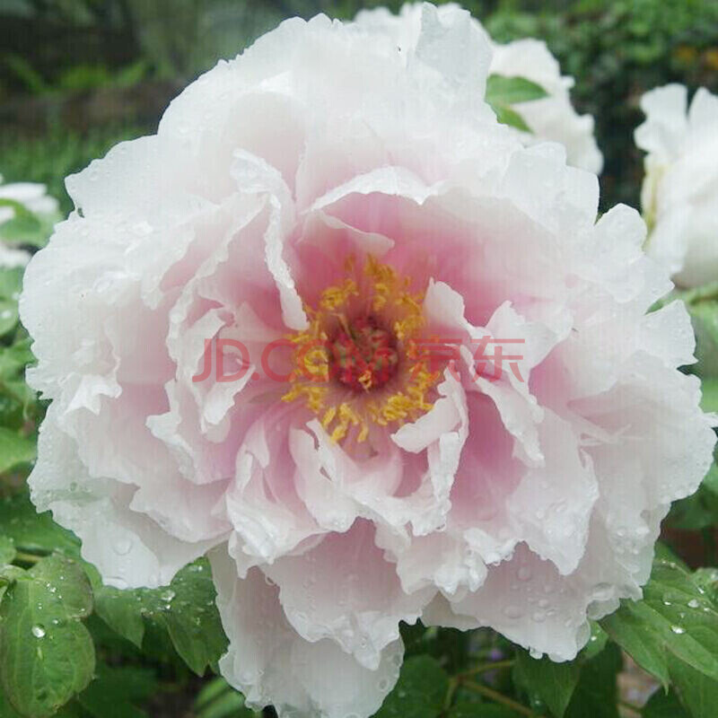 牡丹观音面 2个分杈【图片 价格 品牌 报价】-京东