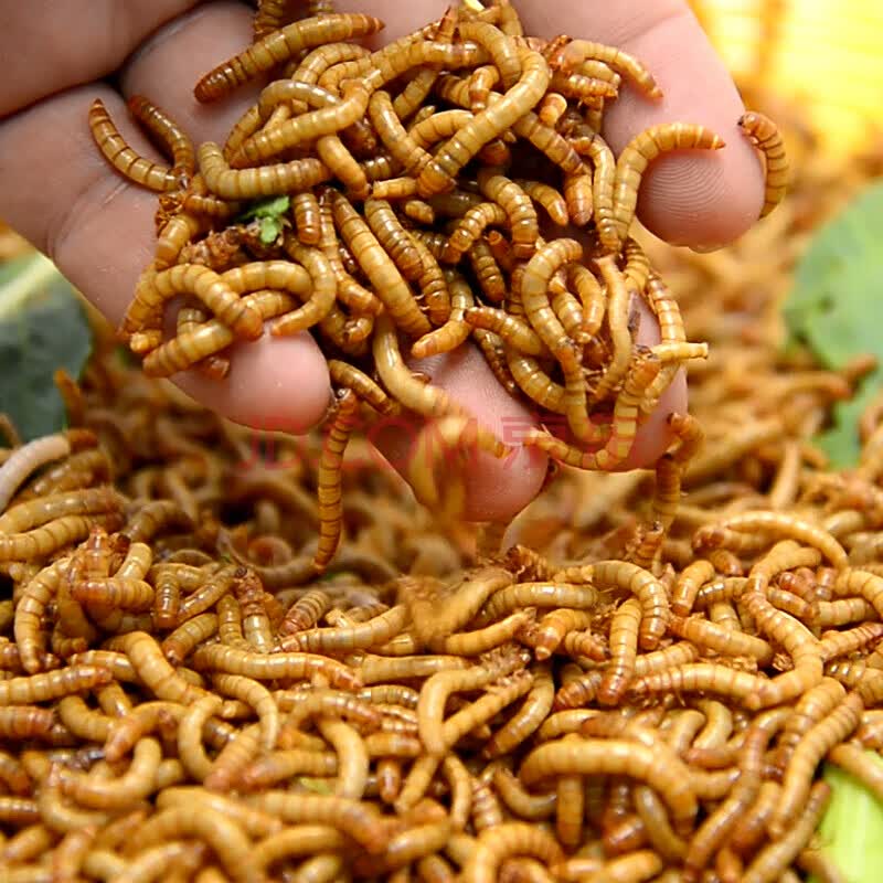 面包虫活体 黄粉虫活虫 鸟粮 鱼粮 蜘蛛角蛙饲料画