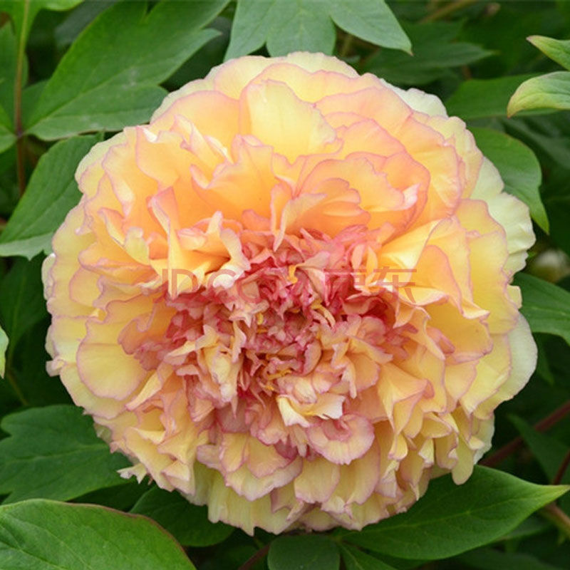 牡丹花苗 当年开花室内绿植盆栽牡丹苗室内花卉绿植盆栽牡丹花苗 金阁