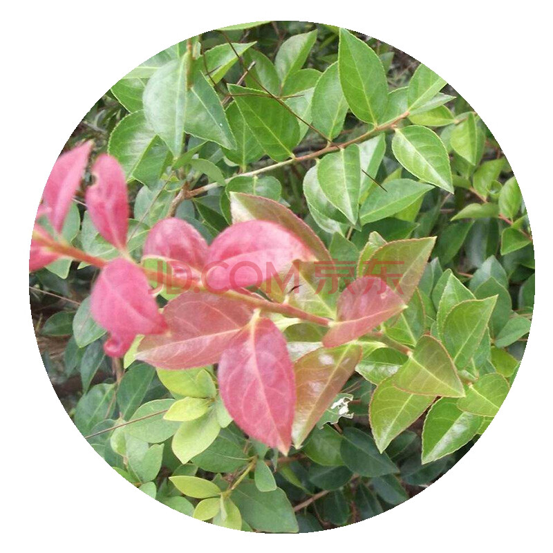 乌饭叶 新鲜乌饭叶南烛叶 500g 乌饭树叶 乌树叶 乌饭草制作 乌