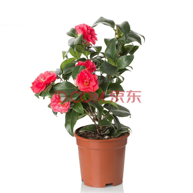 茶花苗 茶花树 山茶花 茶花盆栽 带花苞 茶花盆景 山茶花树 庭院观赏