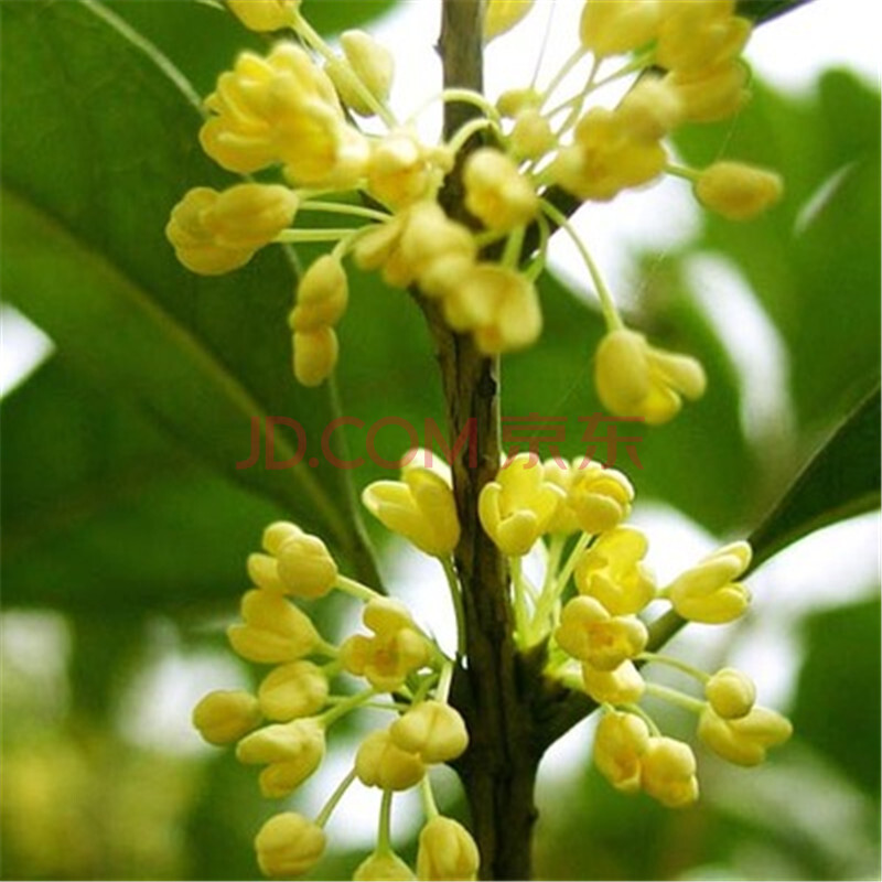 雲楊園藝 桂花苗 桂花樹苗 金桂丹桂四季桂 庭院陽臺 盆栽地栽 南方