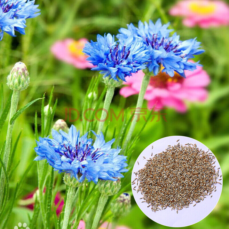 颜集卉菊花种子波斯菊种子万寿菊矢车菊格桑花油菜花 纯进口种子
