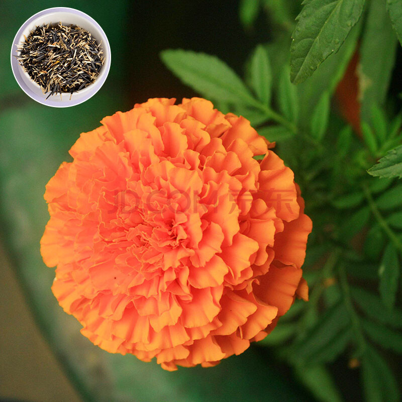 绿中城 供应花卉种子 南非万寿菊种子 万寿菊种子批发 观花花海 蓝眼