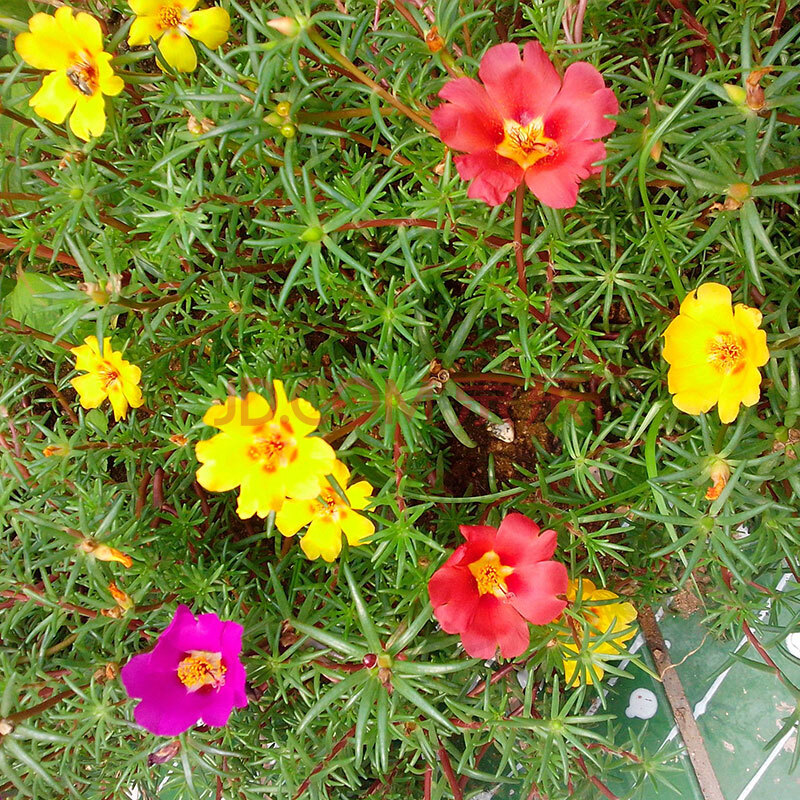 月娥 食用马齿苋种子 半枝莲/太阳花 蚂蚱菜混色观赏花卉 药用蔬菜