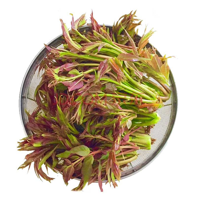 顺丰空运 山东新鲜香椿芽1kg 露天头茬红香椿嫩叶野生香椿菜蔬菜