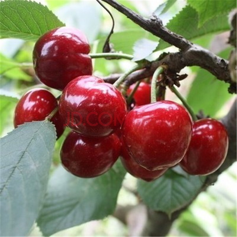 云杨园艺 果树苗车厘子樱桃苗盆栽地栽嫁接树苗当年结果南北方种植
