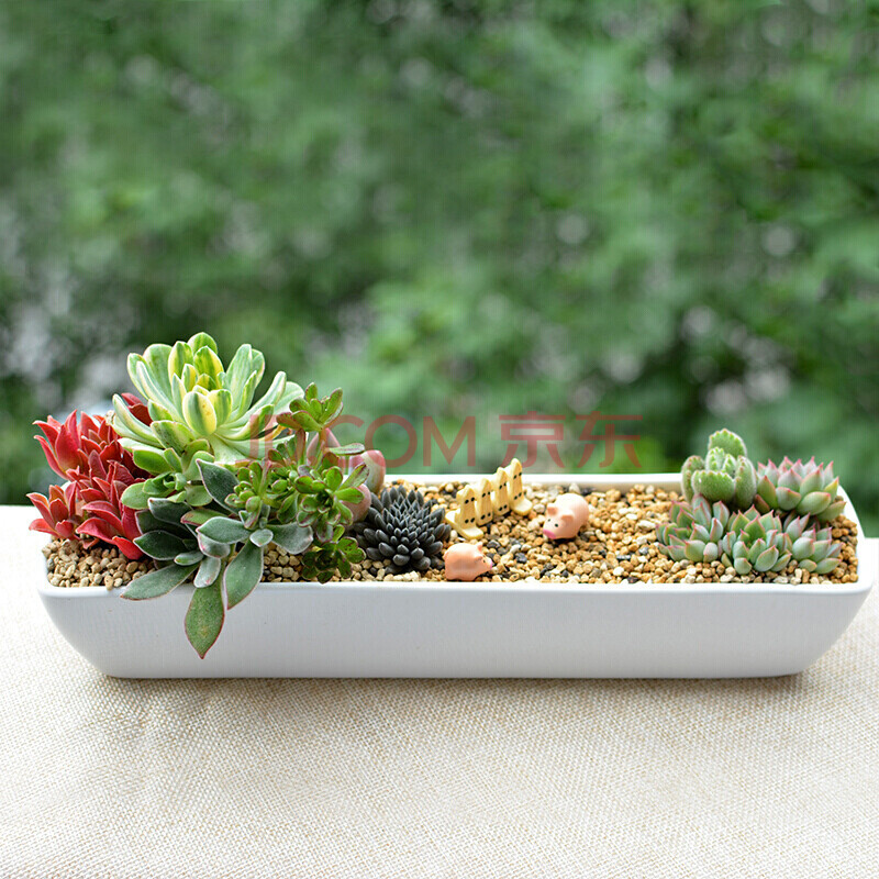 园艺多肉植物组合盆栽 肉肉植物 含盆 多肉组合套装创意拼盘盆景 立夏