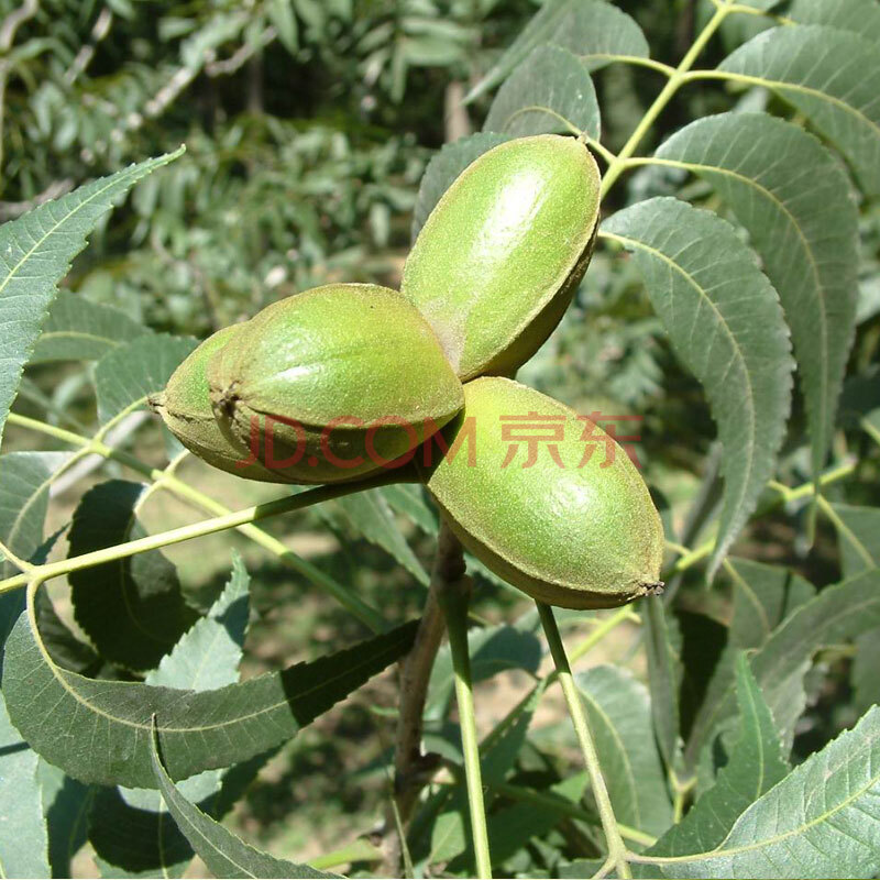 苗批发8518文玩狮子头核桃树苗嫁接苗碧根果纸皮核桃苗 美国山核桃 6