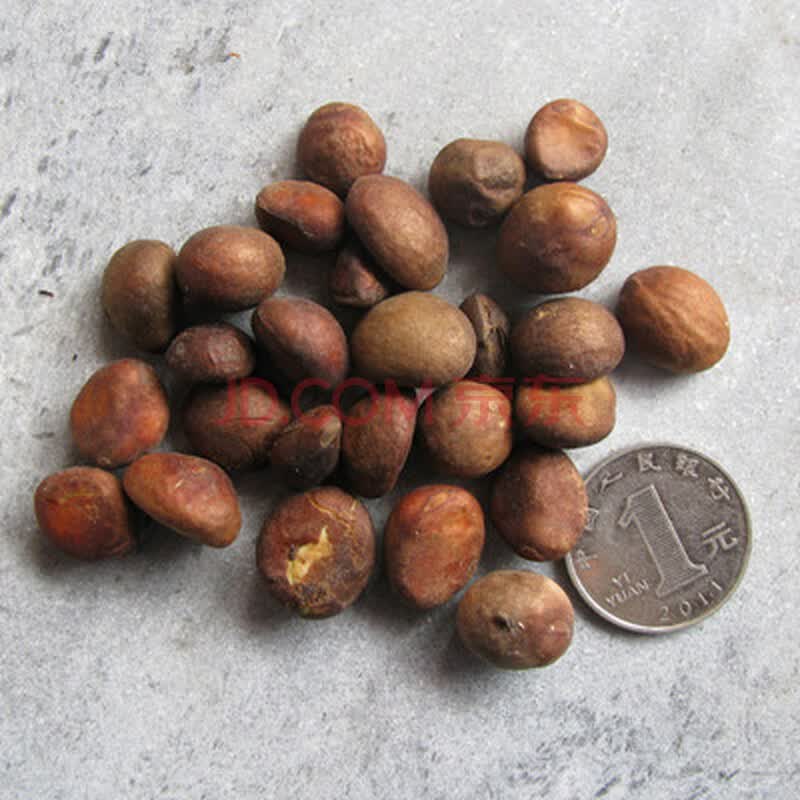 当年新采枇杷树种子琵琶种子果树种子水果种子保证发芽 枇杷半斤