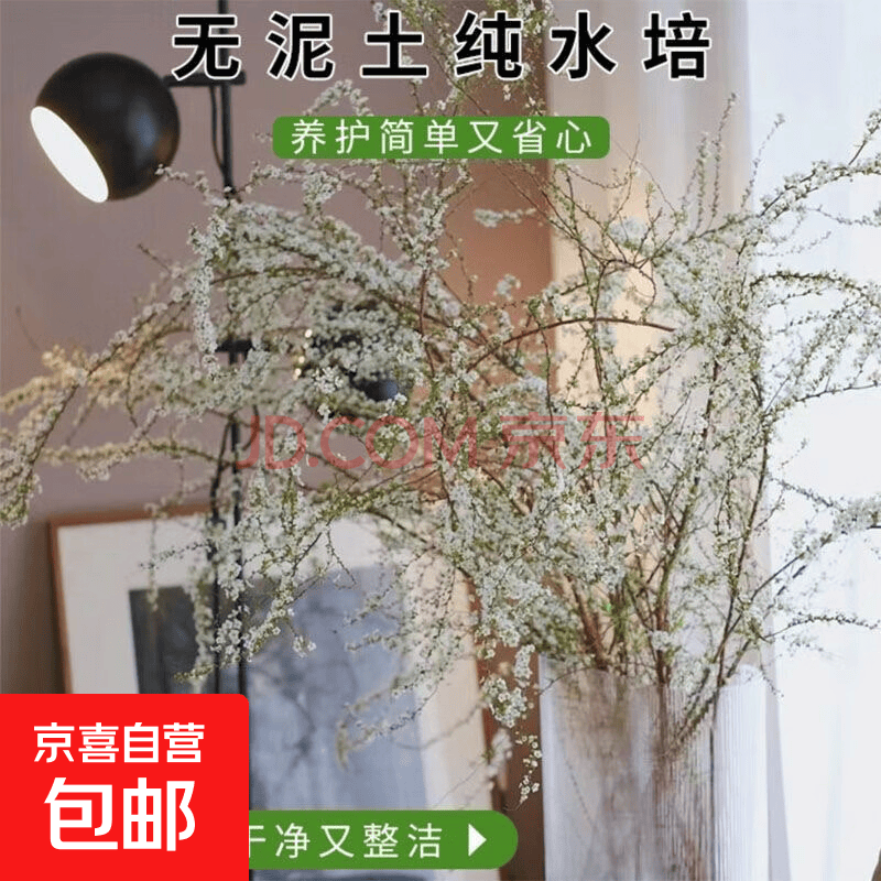 年宵花龙柳银柳鲜枝干枝水养雪柳室内水培绿植盆栽花卉植物红柳 雪柳干枝约50cm高50支+营养液【图片 价格 品牌 报价】-京东