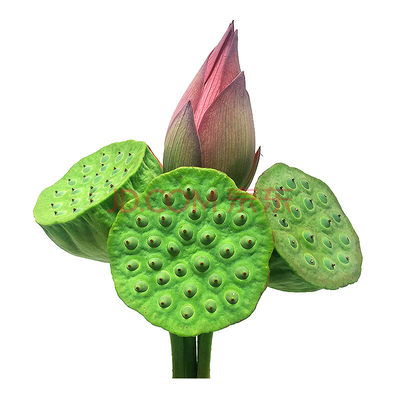 顺丰空运 新鲜莲蓬 新鲜水果莲蓬 嫩莲蓬鲜莲子带莲蓬2斤