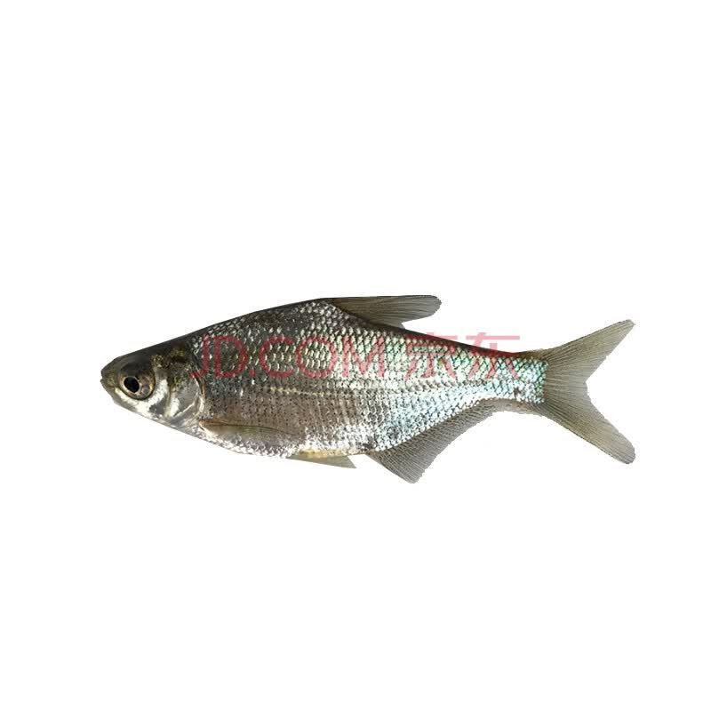 鳊鱼三角鲂团头鲂武昌鱼冷水鱼原生淡水鱼观赏宠物鱼三角鳊鱼鱼苗 300