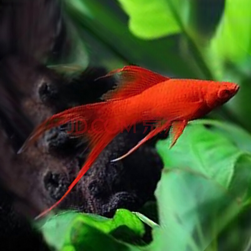 活体金银黑玛丽皮球金银球玛丽鱼胎生热带观赏鱼活体 燕尾红箭2条1对