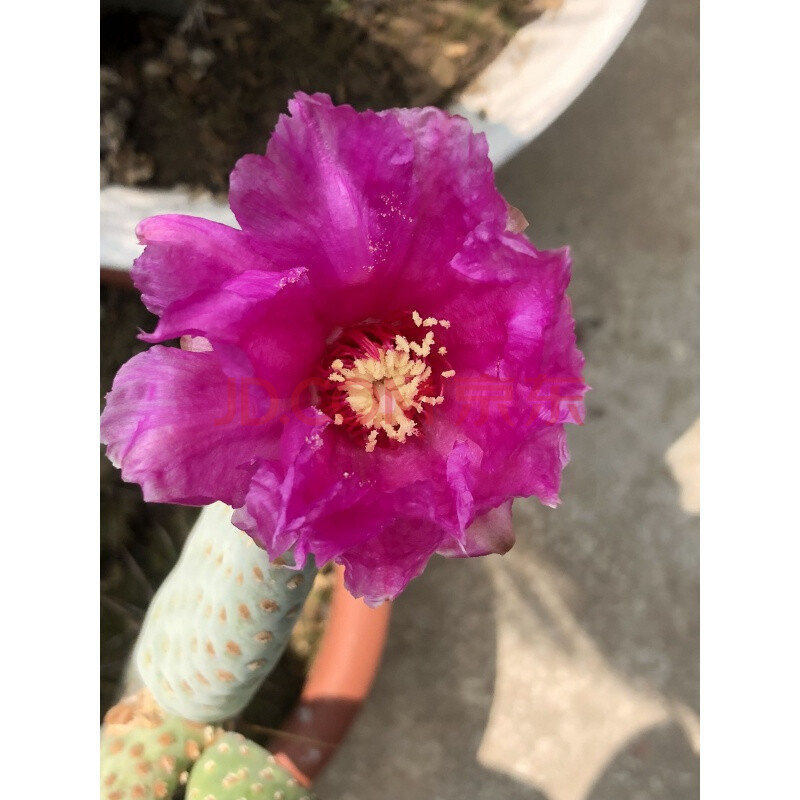 仙人掌,团扇,海狸掌一物一拍 天蓝色10公分以下