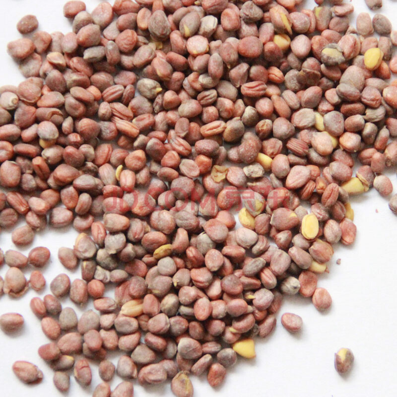 (大青萝卜种子 散装)田水堡萝卜 葛沽萝卜灰堆萝卜蔬菜种子 花园阳台