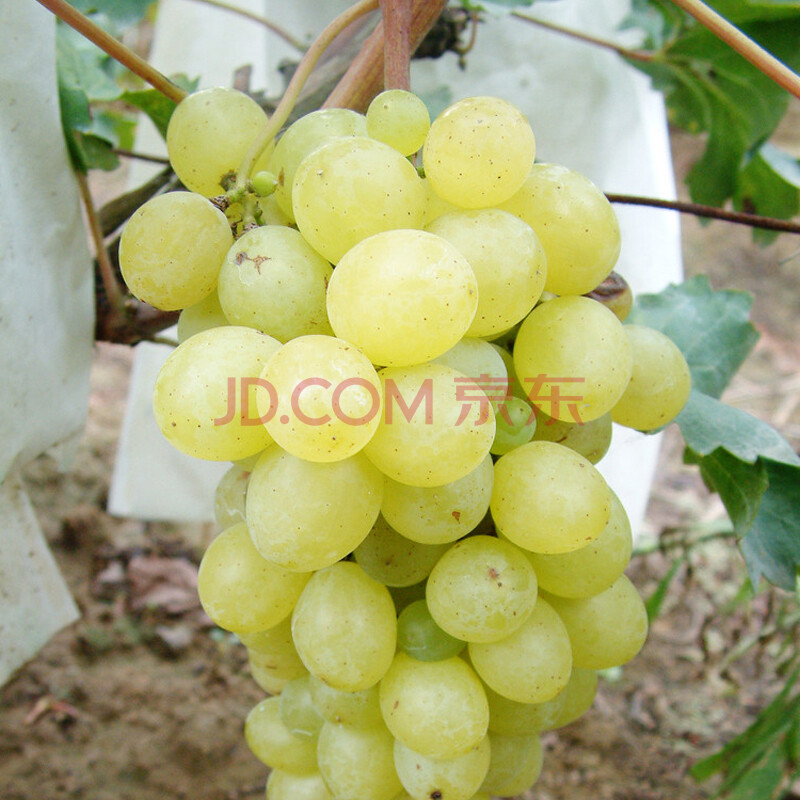 葡萄苗南方北方葡萄树苗种植品种当年结果地栽庭院盆栽果树苗 白牛奶