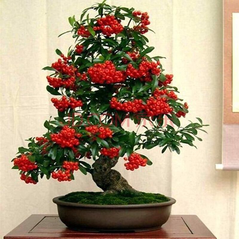 火棘树苗 满树红果 火棘下山桩 观果盆景植物 庭院盆栽绿化环境 三年