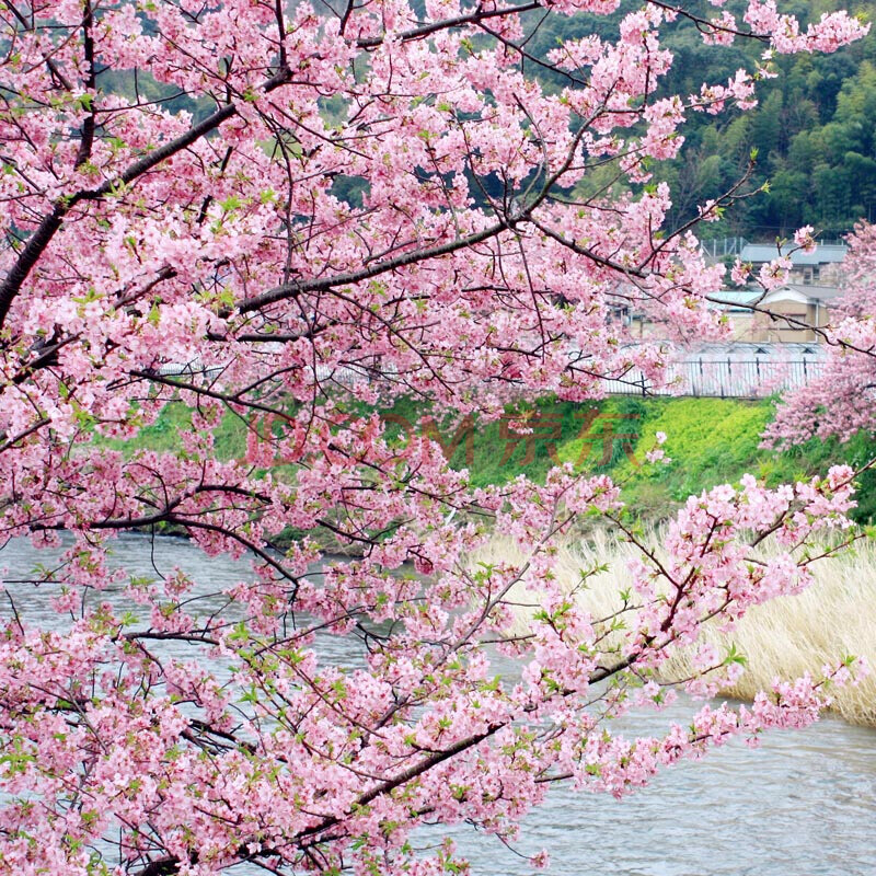 日本樱花广岛恋人图片