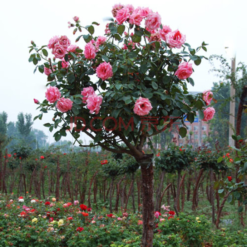 庭院花卉樹樁月季高杆月季樹嫁接樹狀月季花苗大花月季玫瑰樹 1.