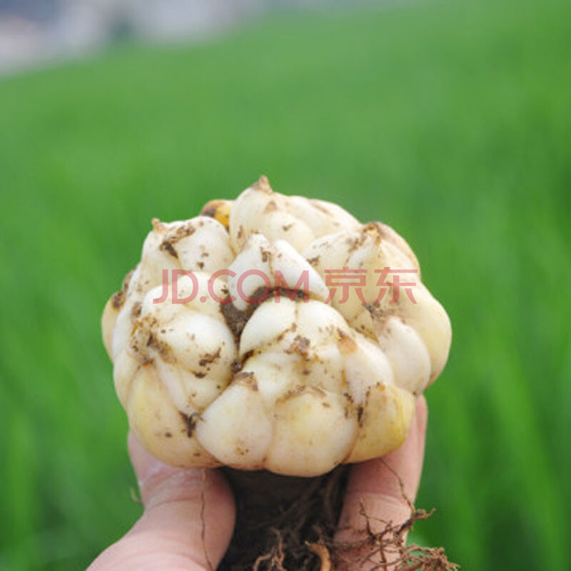 霍山馆 新鲜百合 食用生鲜蔬菜卷丹百合微苦软糯 大果 1斤试吃